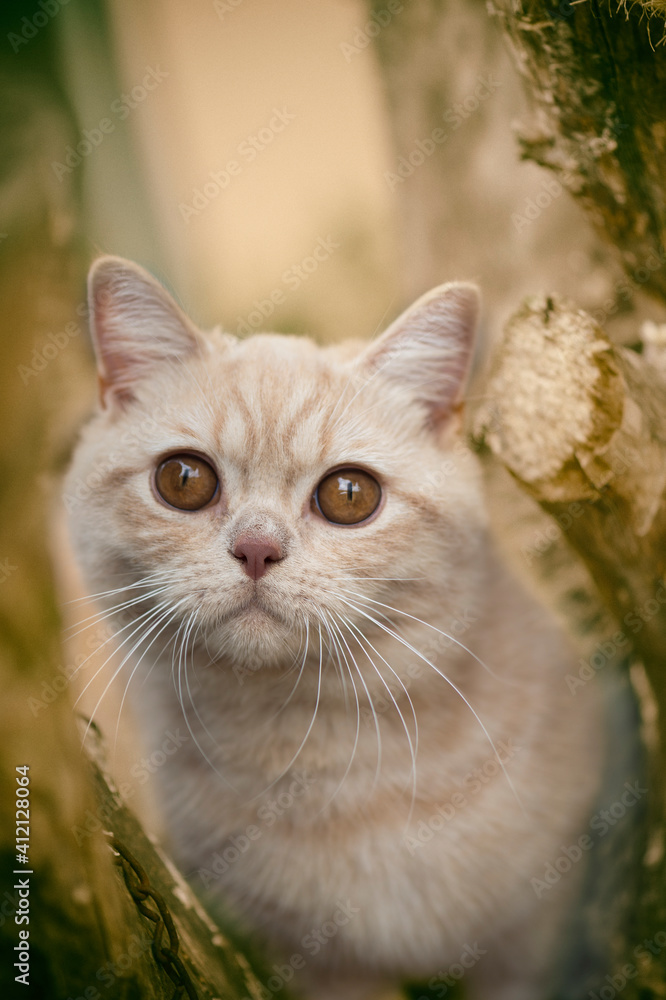 Obraz premium Junger Britisch Kurzhaar Kater