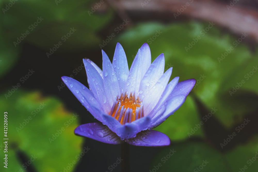 Elegance purple lotus blooming in the garden background Elegance purple lotus blooming in the garden background