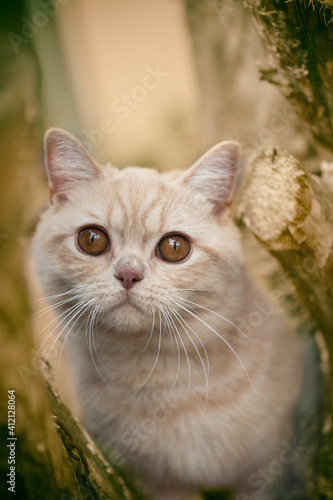 Junger Britisch Kurzhaar Kater