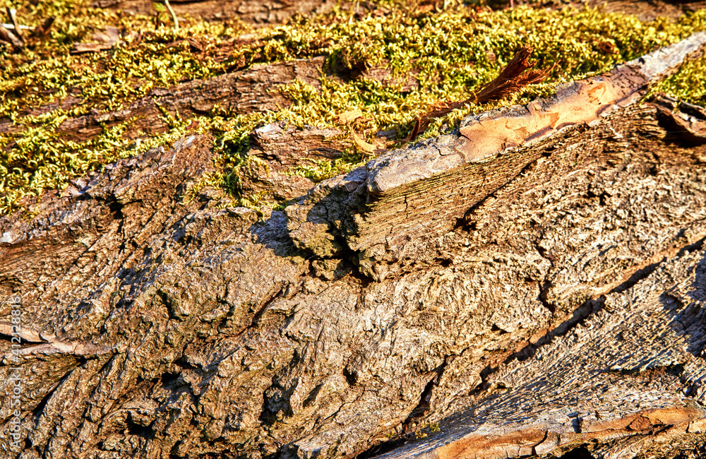 Green moss on an old tree trunk as a nature background. Green moss on an old tree trunk as a nature background.