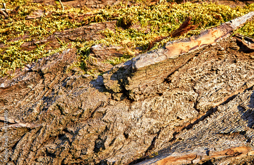 Green moss on an old tree trunk as a nature background.