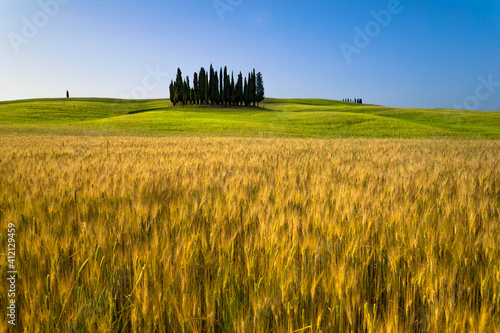 toscana cipressi