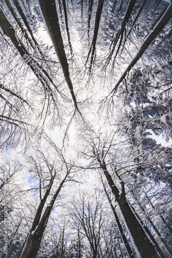 Obraz premium Winter wonderland