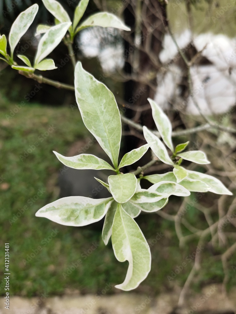 Obraz premium Medan, Indonesia - March 10, 2021: Beautiful flowers in the garden are blooming, Medan City, Indonesia.