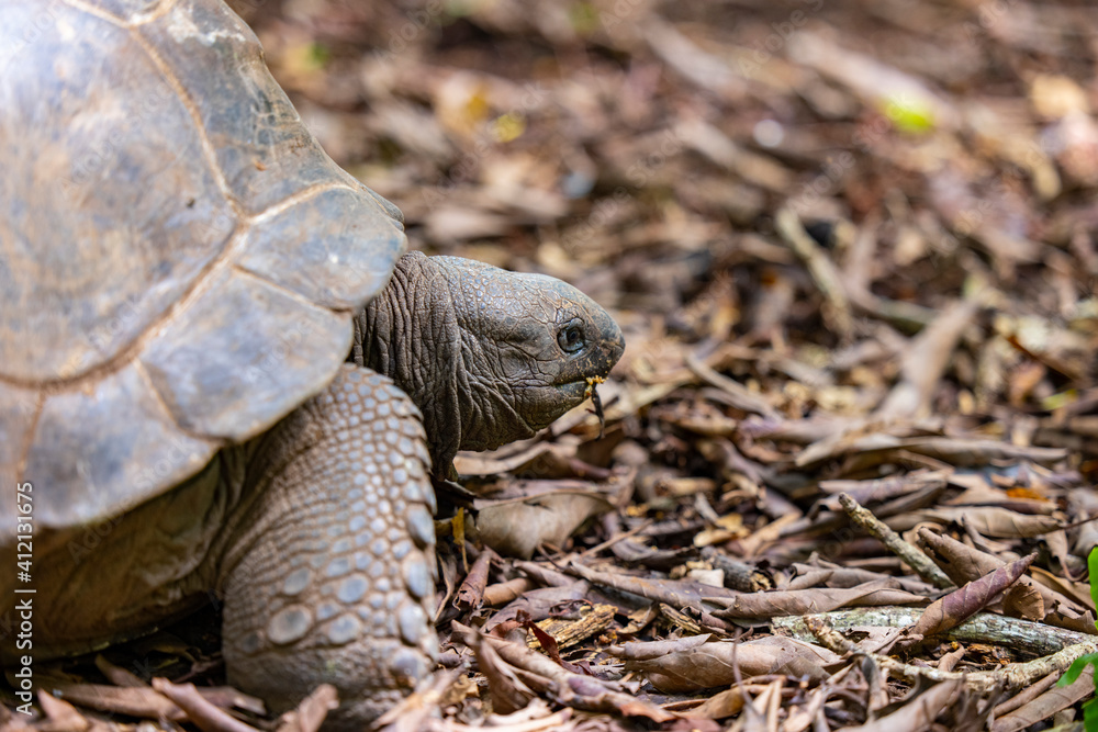 Aldabra Giant Tortoise (Aldabrachelys gigantea) on the islands of the Seychelles in the Indian Ocean Aldabra Giant Tortoise (Aldabrachelys gigantea) on the islands of the Seychelles in the Indian Ocean