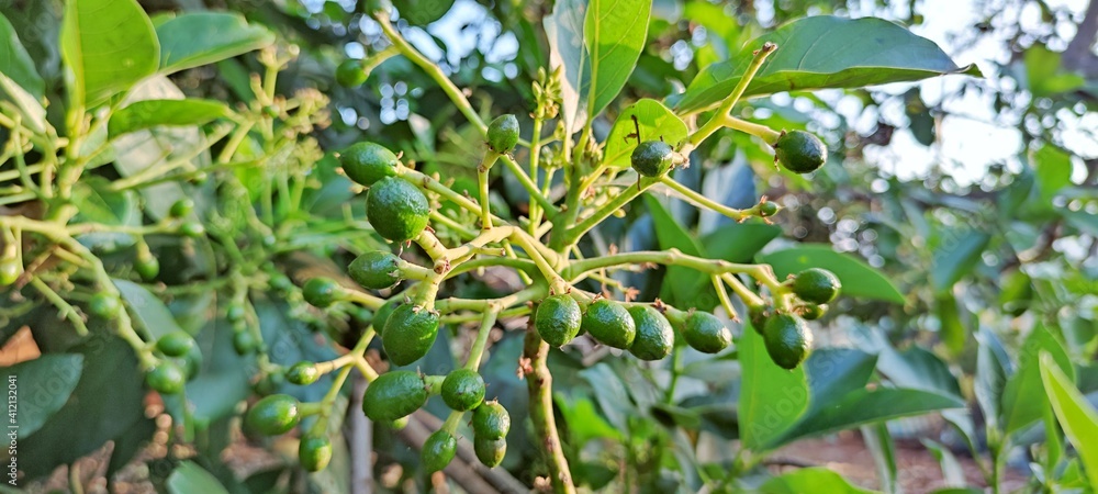 unripe avocado unripe avocado