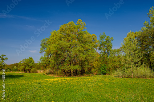 Blossoming green deciduous trees and meadow, landscape.