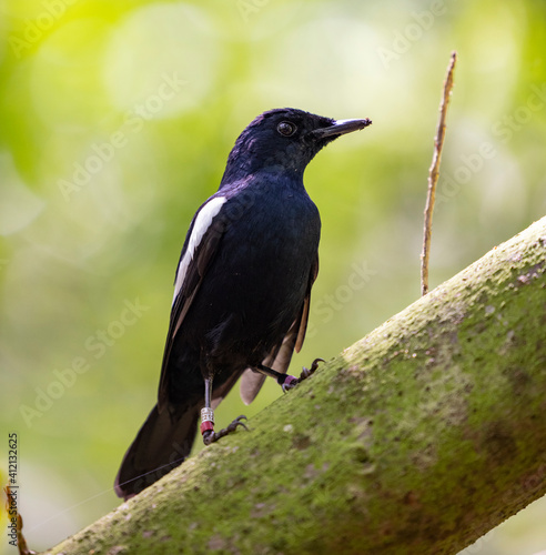 Seychelles Magpie Robin perched on tree at the Cousin Island Nature Reserve, Seychelles