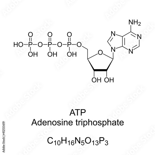 Adenosine triphosphate, ATP, chemical formula and skeletal structure. Provides energy to drive many processes in living cells of all forms of life. Precursor to DNA and RNA, used as a coenzyme. Vector