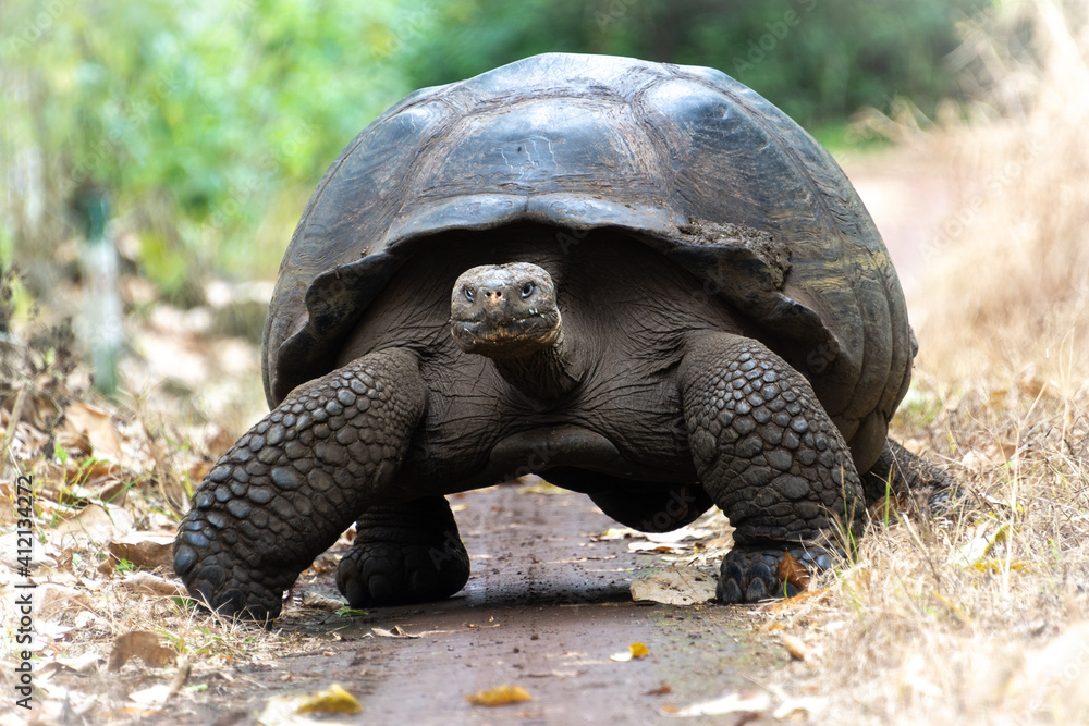 Giant tortoise in El Chato Tortoise Reserve, Galapagos islands, Ecuador