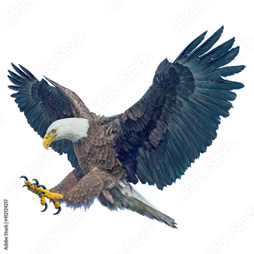 Bald eagle winged flying swoop attack hand draw and paint on white background vector illustration.
