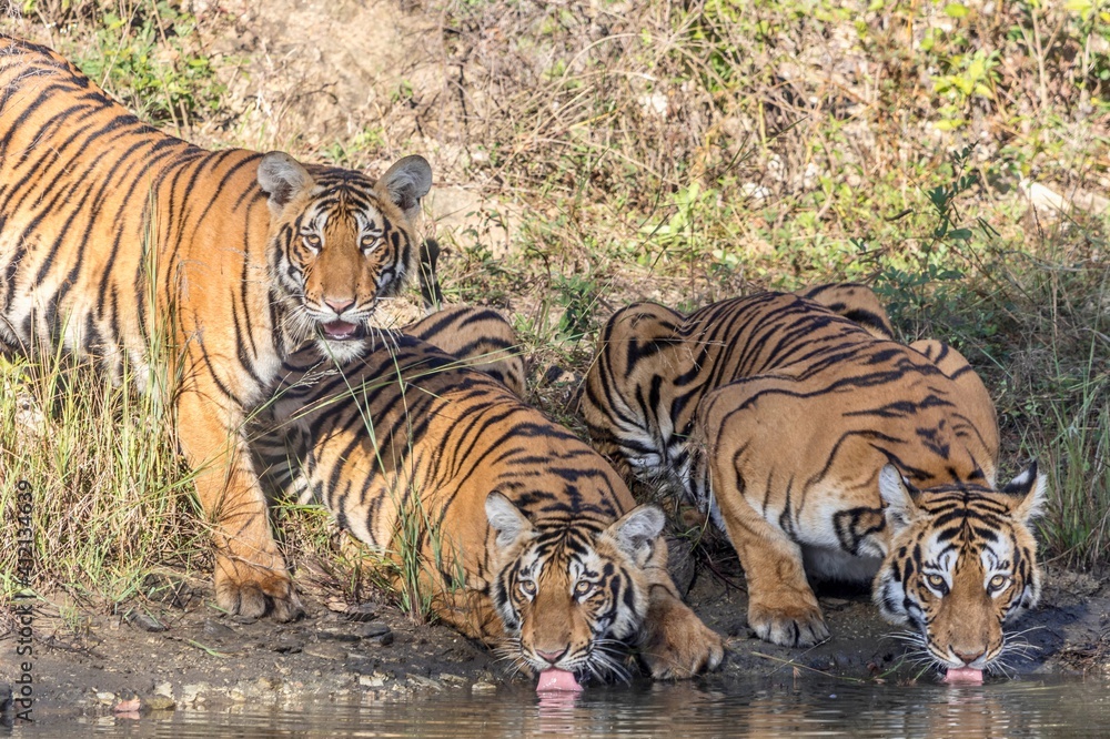 Obraz premium Female tiger and her cubs at Bandipur tiger reserve, Karnataka 