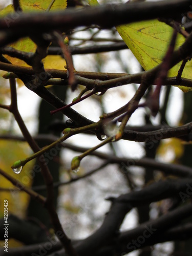 autumn leaves in droplets of rain