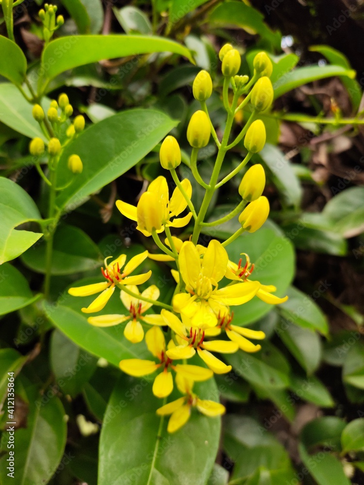 Fototapeta premium Medan, Indonesia - March 10, 2021: Beautiful flowers in the garden are blooming, Medan City, Indonesia.