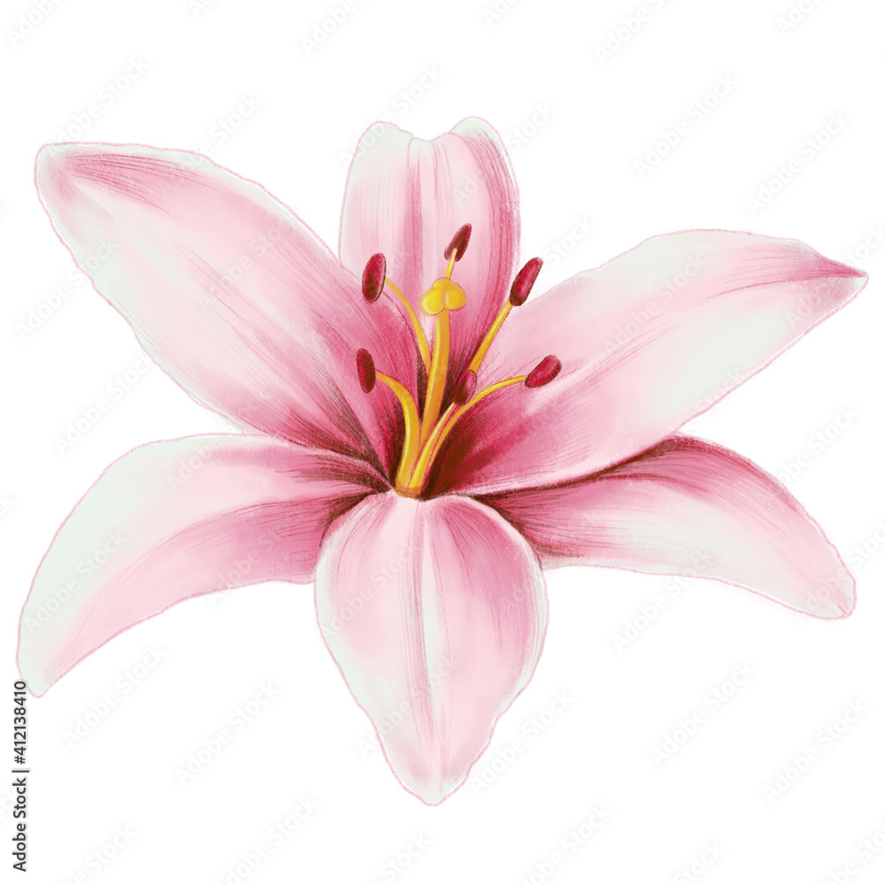Pink lily illustration isolated on white background. Beautiful botanical illustration.