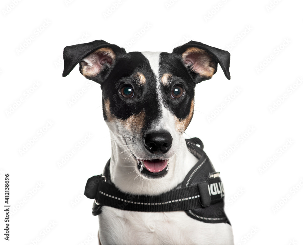 Jack russel terrier wearing an harness Jack russel terrier wearing an harness