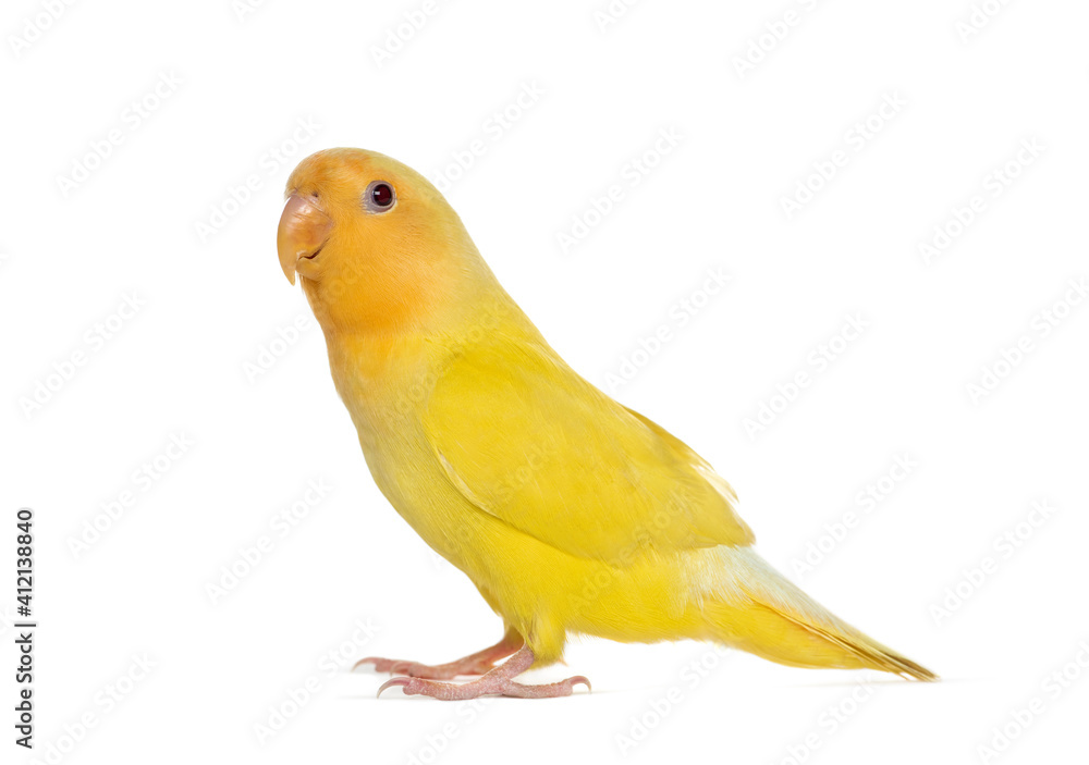 Yellow Lovebird isoated on white