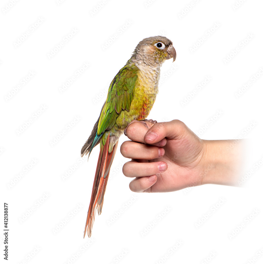 Fototapeta premium Tropical bird on an human hand