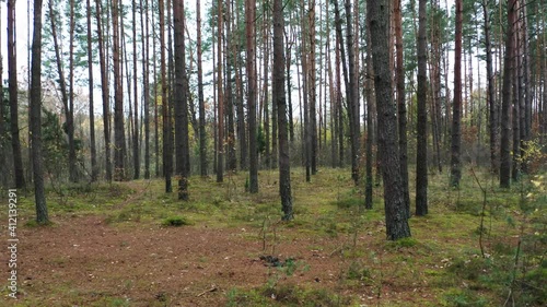 Wallpaper Mural Drone shot flying on autumn pine tree forest. Slow flight in forest on fall season.
 Torontodigital.ca