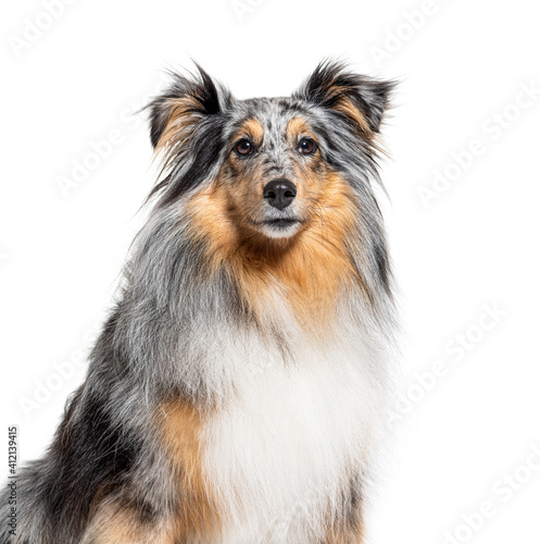 portrait of a Blue merle Sheltie, isolated
