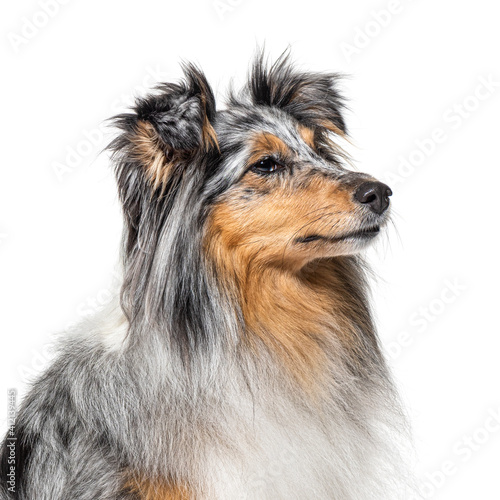 portrait of a Blue merle Sheltie, isolated