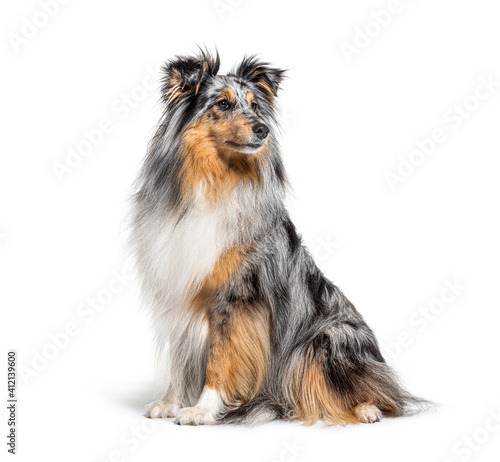 Sitting Blue merle Sheltie isolated on white