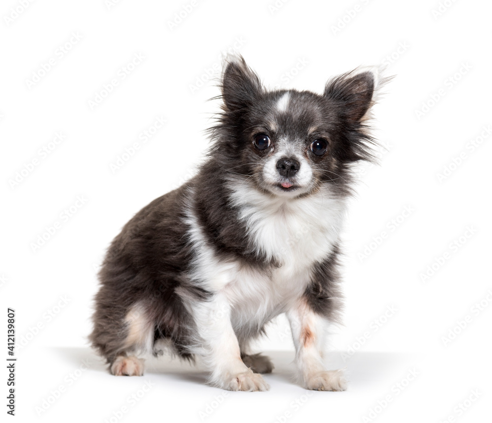 Cute standing Chihuahua, isolated on white Cute standing Chihuahua, isolated on white