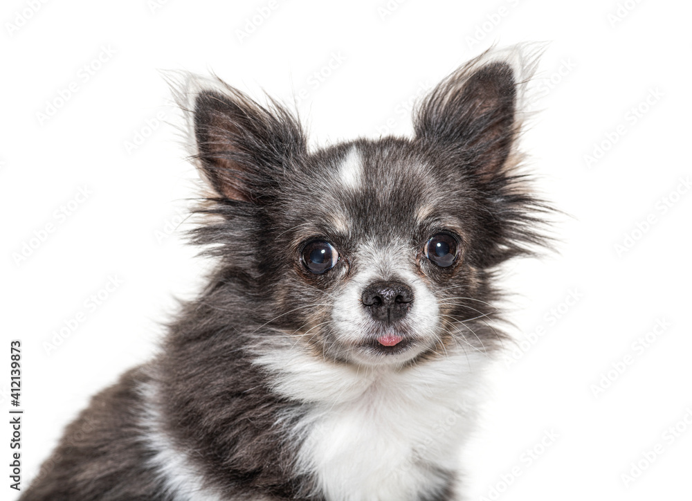 Portrait of a small Chihuahua, isolated on white
