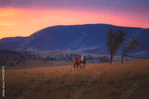 A lone Aussie Red Cow  Illawarra  against a colourful  dramatic sunset or sunrise sky in rural countryside landscape near Rydal in the Blue Mountains National Park in NSW  Australia.