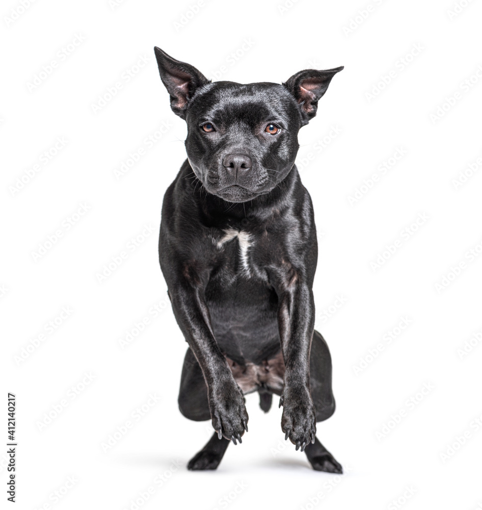 Black American Staffordshire terrier isolated on white Black American Staffordshire terrier isolated on white