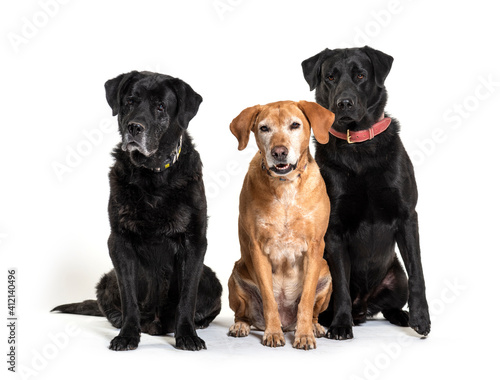 Group of Labrador Retriever dogs  isolated on white