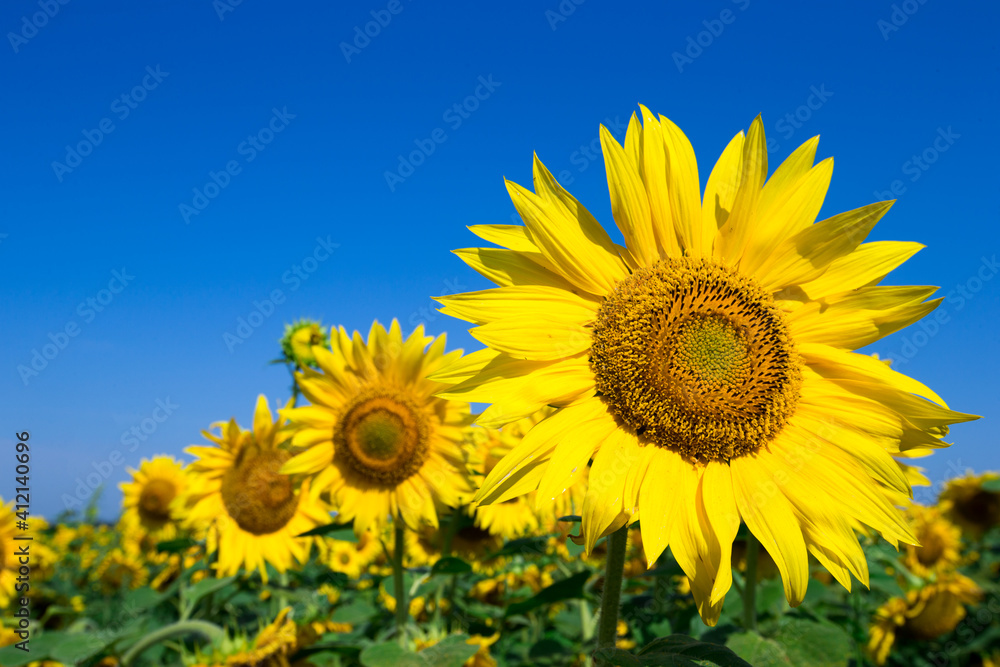 Sunflower field with cloudy blue sky