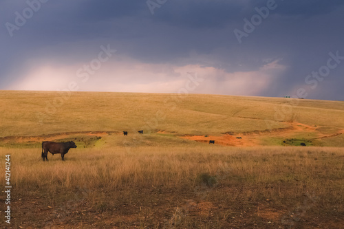 Black lowline dairy cattle (Bos primigenius) in a field with dramatic storm clouds from above in the rural countryside landscape of the Hunter Valley wine region in NSW, Australia.