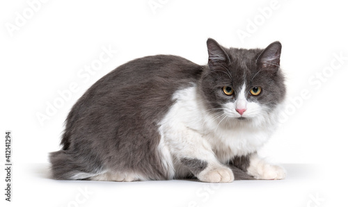 Fototapeta Naklejka Na Ścianę i Meble -  lying young Crossbreed cat white and grey