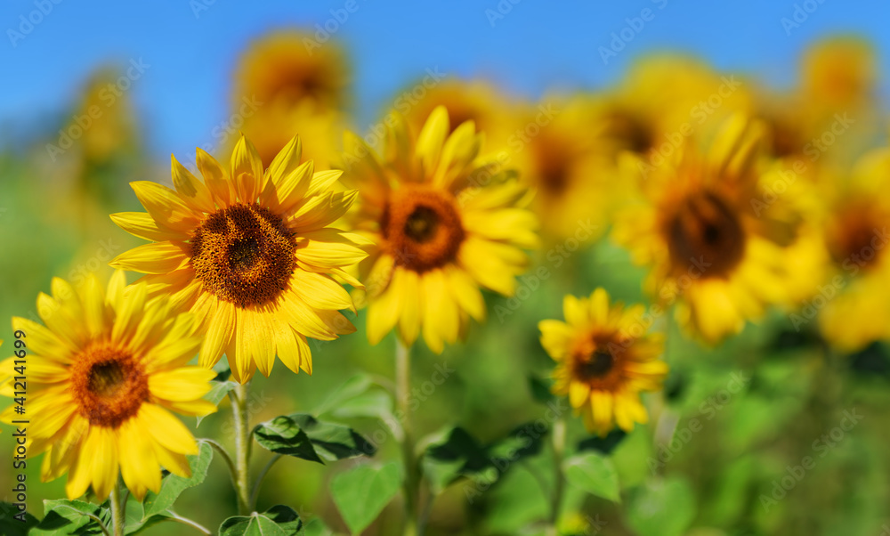 Spring meadow with beautiful yellow sunflowers Spring meadow with beautiful yellow sunflowers