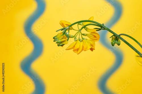 Yellow flowers on the yellow background with blues wave lines