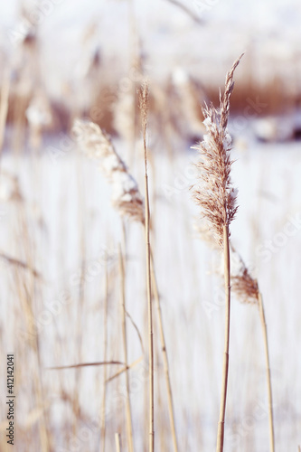dry reeds and snow at winter