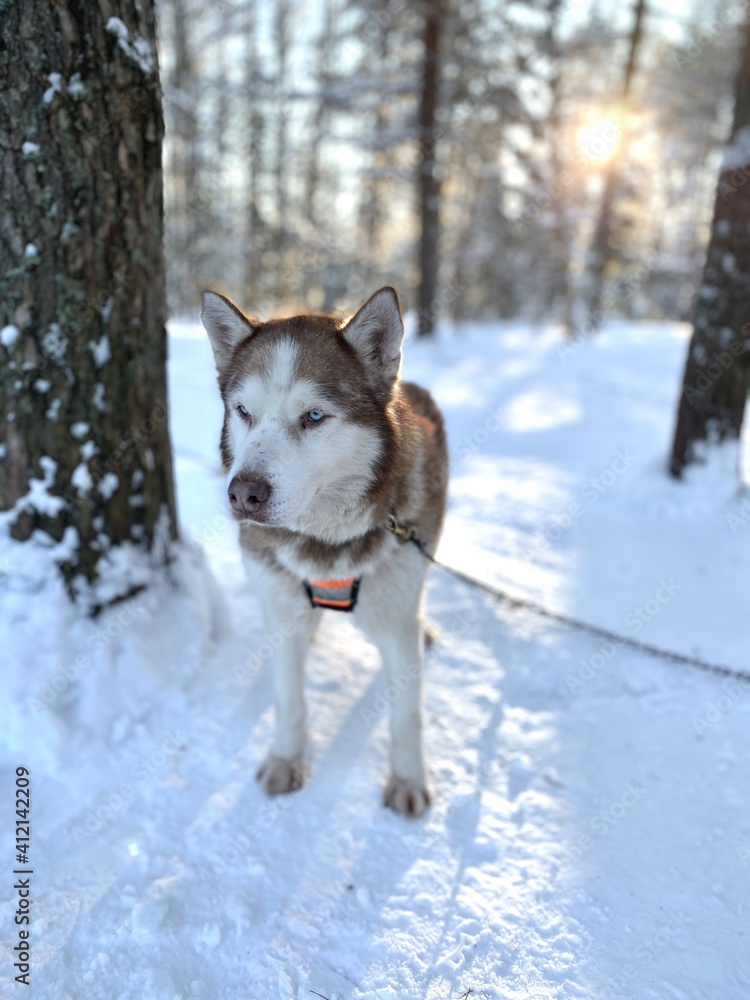 siberian husky waiting sledding in the snow - Dog sled siberian husky waiting sledding in the snow - Dog sled