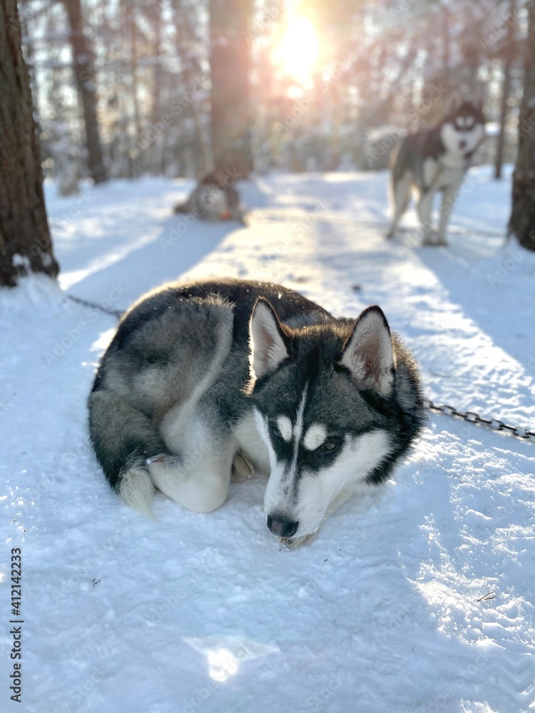 siberian husky waiting sledding in the snow - Dog sled