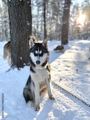 siberian husky waiting sledding in the snow - Dog sled