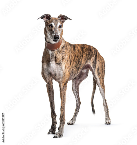 Leinwand Poster Old greying brown greyhound isolated on white