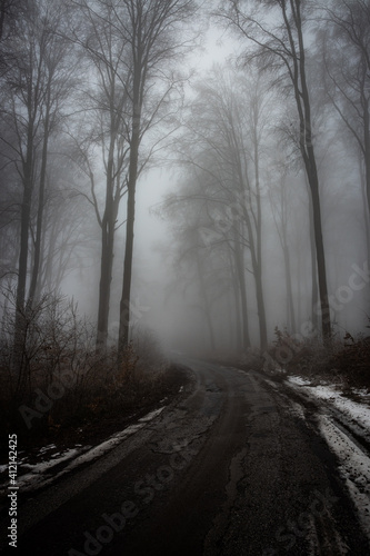 Old asphalt in a foggy forest. © csiszar