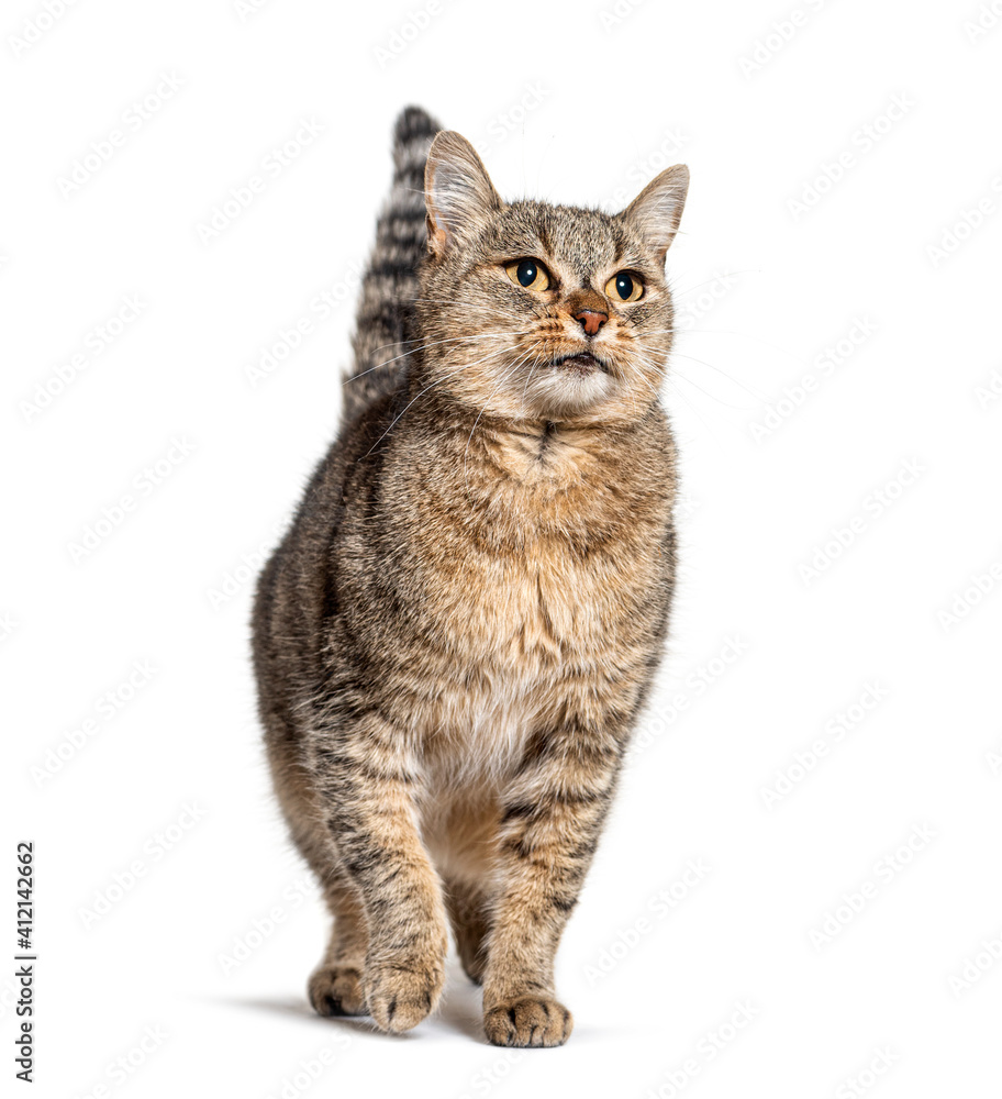 Fototapeta premium Crossbreed cat looking up, isolated on white