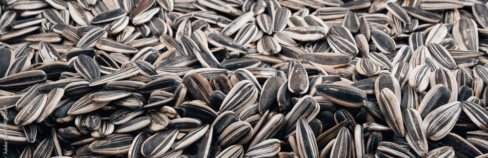 Fried black striped sunflower seeds. Background. Texture. Panorama.