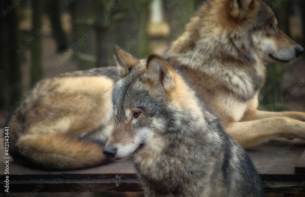 gray wolf lupus