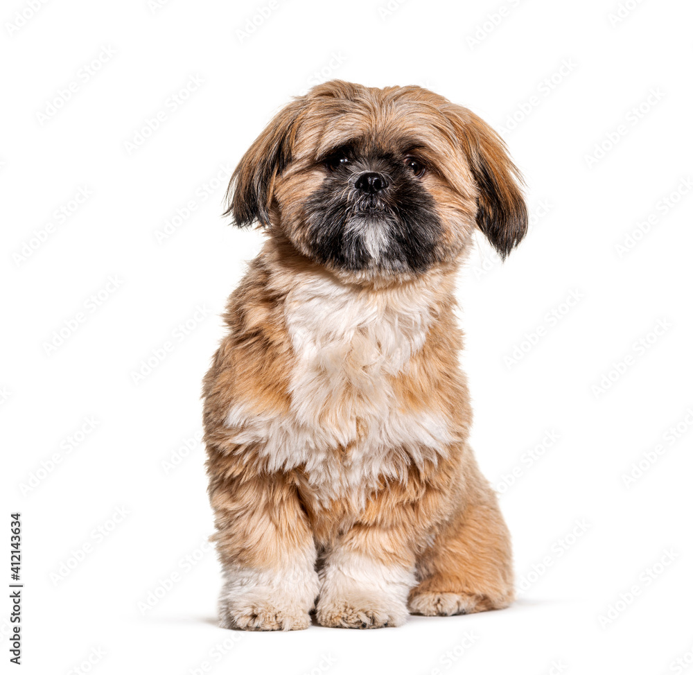 Groomed Beige Shih Tzu dog gromed, Isolated Groomed Beige Shih Tzu dog gromed, Isolated