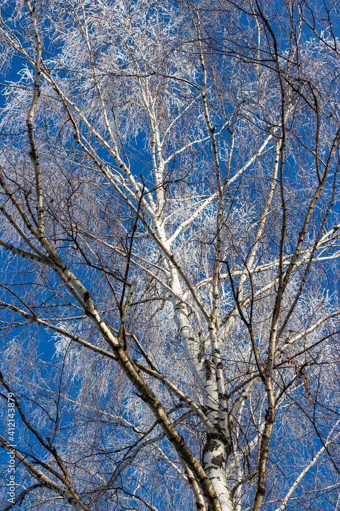Branches of a birch crown covered with white frost on a frosty winter day. Trees on the background of blue sky in winter Branches of a birch crown covered with white frost on a frosty winter day. Trees on the background of blue sky in winter