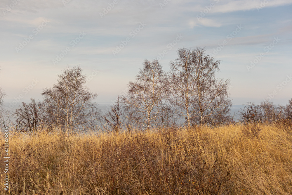 Landscape of yellow dry grass and trees without leaves Landscape of yellow dry grass and trees without leaves