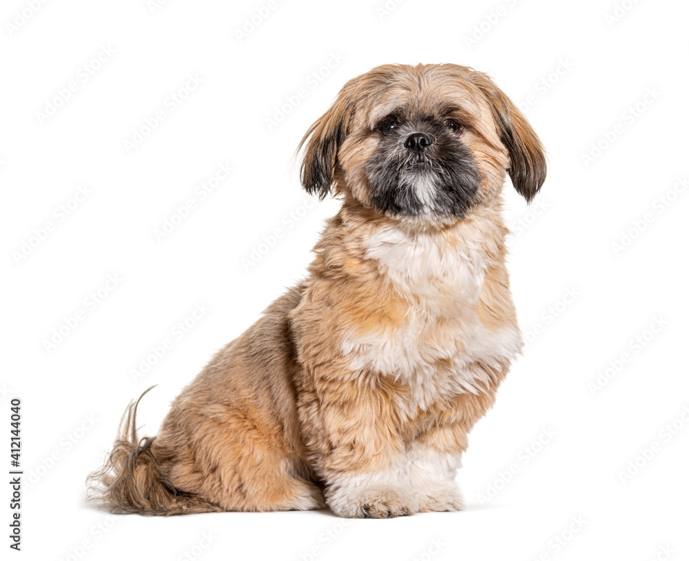 Groomed Beige Shih Tzu dog gromed, Isolated Groomed Beige Shih Tzu dog gromed, Isolated