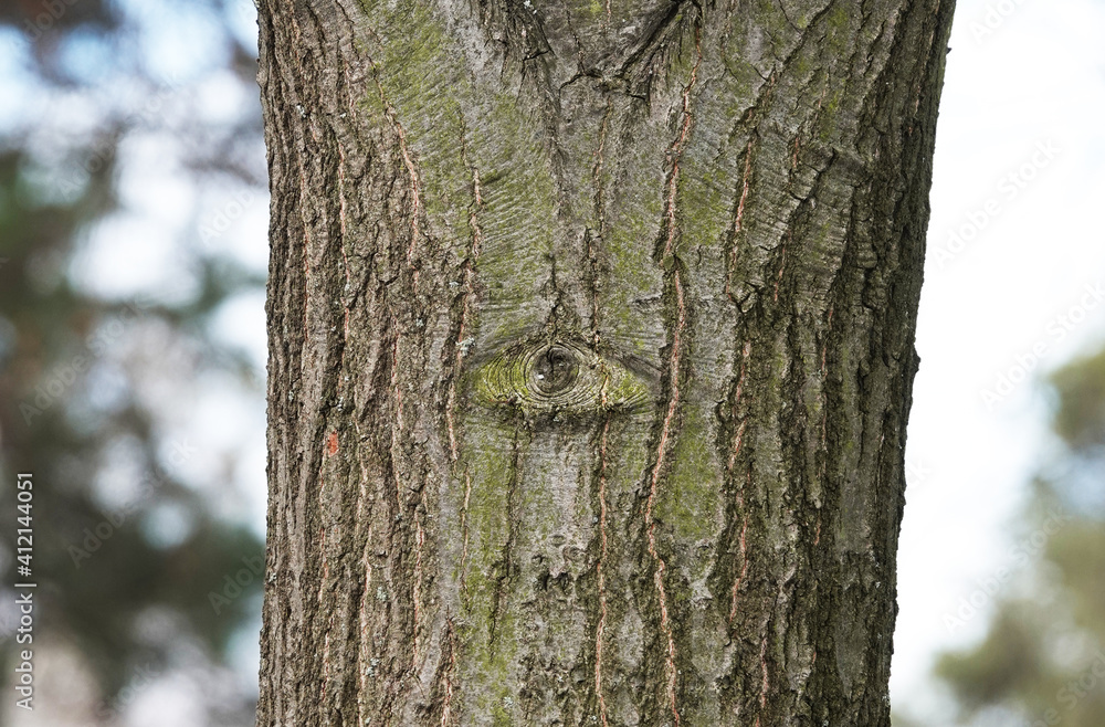 Fototapeta premium A tree with a big human eye